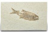 Rare Fossil Mooneye Fish (Eohiodon) - Wyoming #307162-1